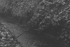 Black and white image of leaves and bushes draping down over a flowing creek.