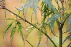 Close up of thin, pointed leaves against a blurred out pale orange and pink background.