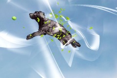 Cut out image of a black dog leaps for a tennix ball against a sky blue background with white wisps and lines. A sprinkling of small green leaves lays on top of the dog.