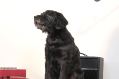 A black dog sits on a carpeted platform with an amp in the background.