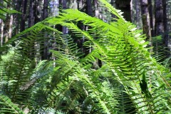 A grouping of bright green Sword ferns fills most of the frame, with tree blurred out tree trunks in the background.