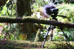 A portable recording device with a fluffy windsock sits on a small tripod on top of a log. Green vegetation and a tree trunk are in the background.
