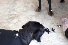 A black dog and a brown dog stand on the floor wearing motion capture suits; tight black fabric on their bodies with small white globes on their shoulders, back and legs. A human arm reaches in to adjust the suit on the brown dog's back leg.